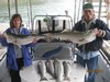 (09/12/2014) - Nice Striped Bass